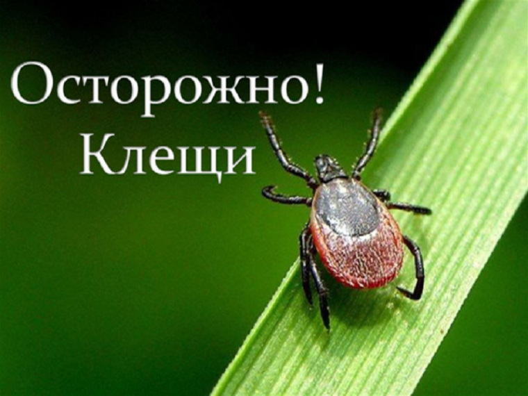 ОСТОРОЖНО КЛЕЩИ!. ОСТОРОЖНО КЛЕЩИ!.